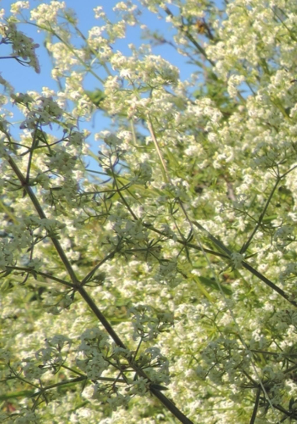 Cespuglio bianco - Galium sp.